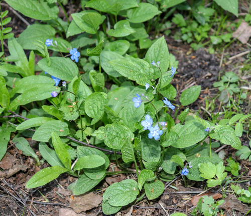 Omphalodes verna iNat (1)