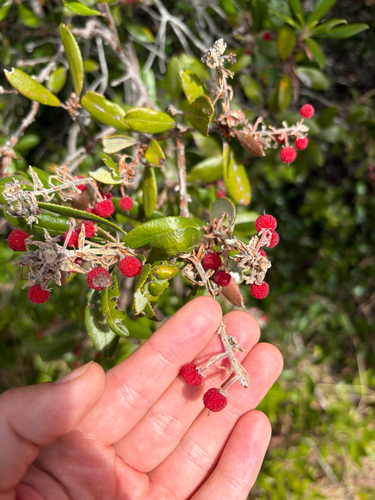 iNaturalist observation photo of summer holly