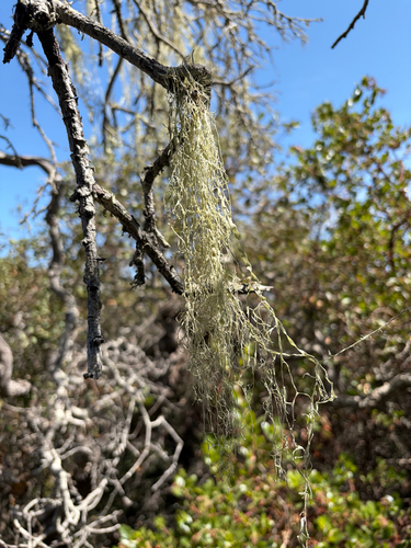 iNaturalist observation photo of lace lichen