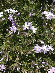Phlox subulata