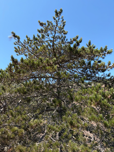 iNaturalist observation photo of pines