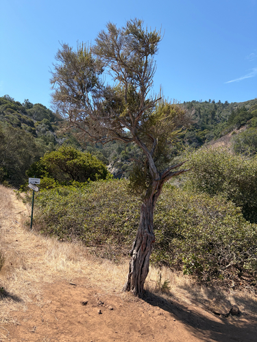 iNaturalist observation photo of chamise