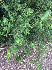 Lonicera subspicata