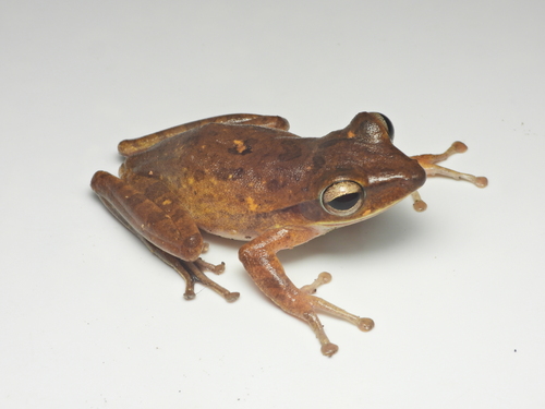 Common Southeast Asian Tree Frog