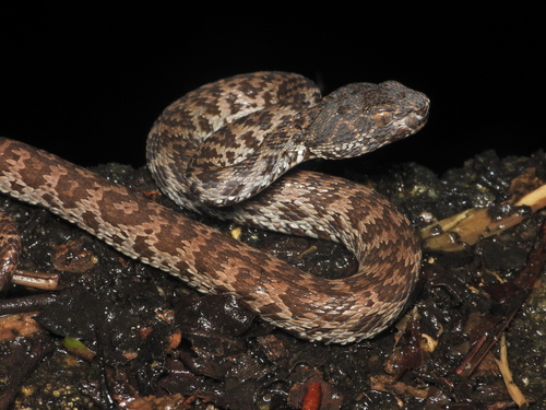 Mangrove Viper