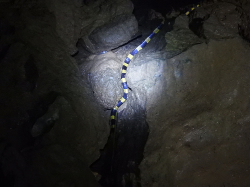 Banded Krait