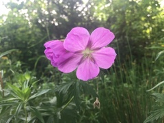 Geranium oreganum
