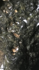 Lonchoptera bifurcata