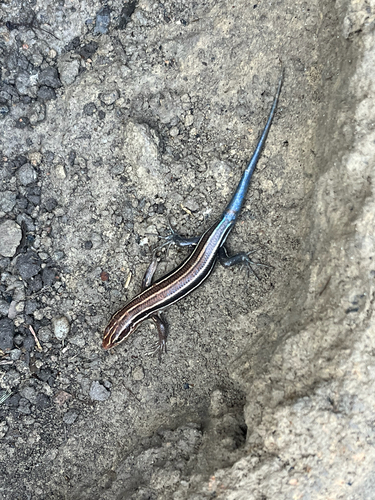Broad-headed Skink observed by axicus