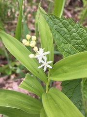 Maianthemum stellatum