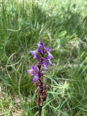 (c) Thomas Dreux, some rights reserved (CC BY) Orchis mascula, photograph (c) Thomas Dreux, some rights reserved (CC BY)