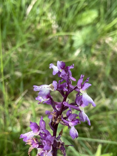 Orchis mascula, photograph 5