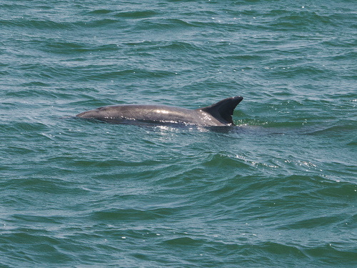 Common Bottlenose Dolphin observed by jmaughn