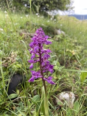 (c) Thomas Dreux, some rights reserved (CC BY) Orchis mascula, photograph (c) Thomas Dreux, some rights reserved (CC BY)