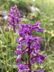 (c) Thomas Dreux, some rights reserved (CC BY) Orchis mascula, photograph (c) Thomas Dreux, some rights reserved (CC BY)