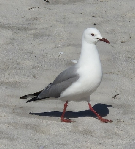 iNaturalist image