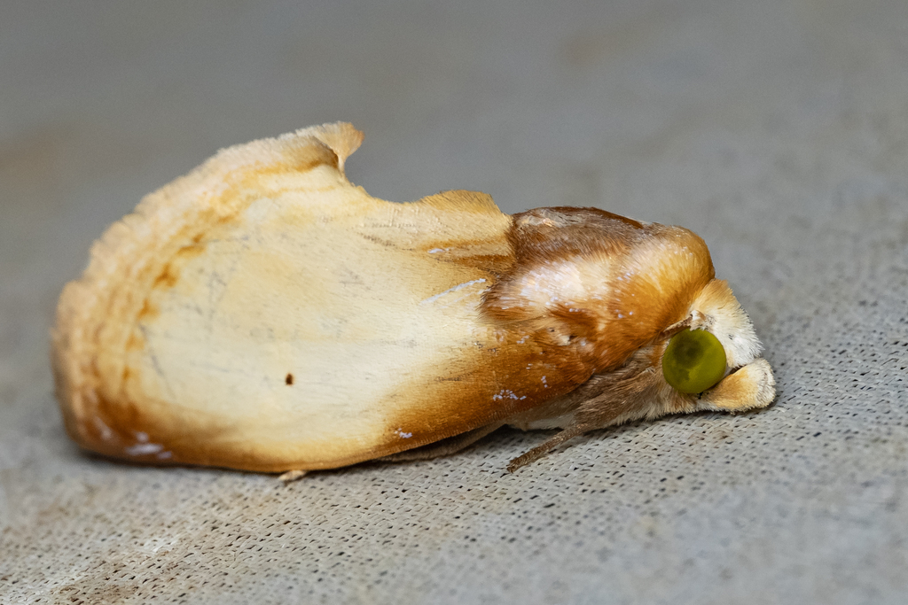 Gonodonta primulina