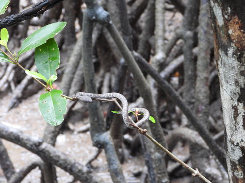 Mangrove Viper