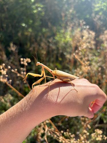 European Mantis