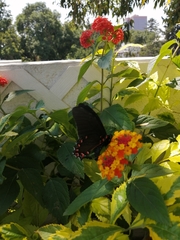 Mimoides thymbraeus aconophos