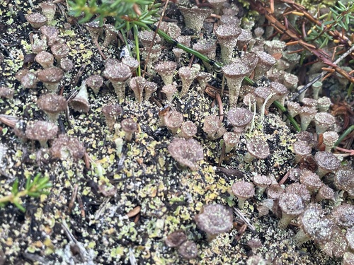 Pebbled Pixie Cup