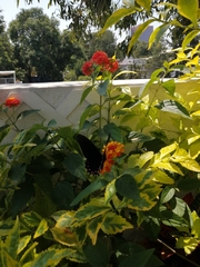 Mimoides thymbraeus aconophos