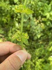 Cruciata laevipes, photograph (c) Thomas Dreux, some rights reserved (CC BY)