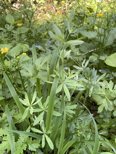 Galium sylvaticum