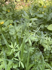 Galium sylvaticum