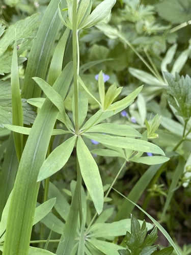 Galium sylvaticum, photograph 2