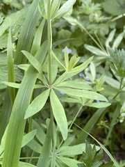 Galium sylvaticum, photograph (c) Thomas Dreux, some rights reserved (CC BY)