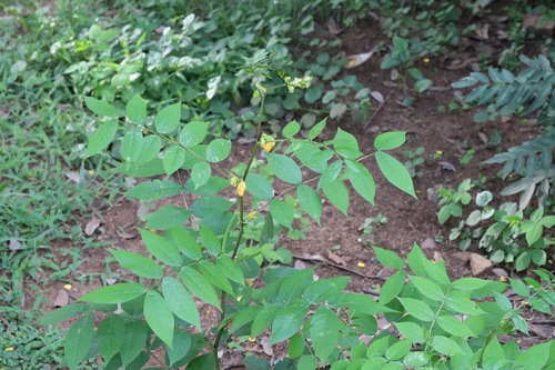 Senna occidentalis, photograph 3