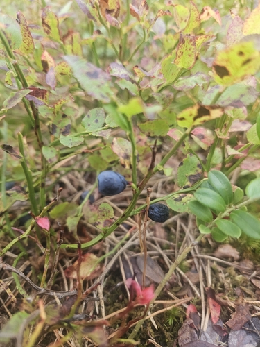 common bilberry