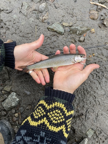 Arctic Grayling