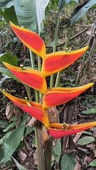 Heliconia stricta