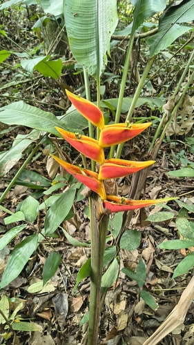 Heliconia stricta, photograph 2