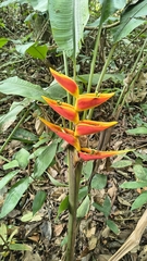 Heliconia stricta, photograph (c) Daniel Nicholson, some rights reserved (CC BY)