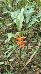 Heliconia stricta, photograph (c) Daniel Nicholson, some rights reserved (CC BY)