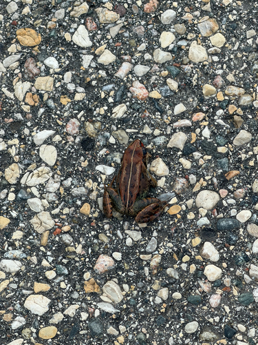 Wood Frog