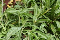 Silene scouleri scouleri