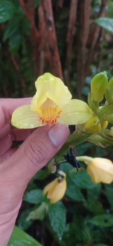 Calanthe woodfordii observed 2026-08-16