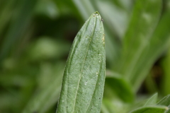 Silene scouleri scouleri