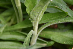 Silene scouleri scouleri