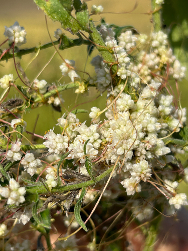 Clover Dodder