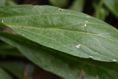 Silene scouleri scouleri