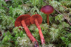 Cortinarius californicus