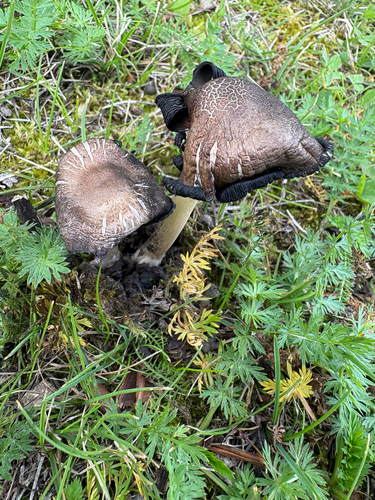 Star-capped Coprinus