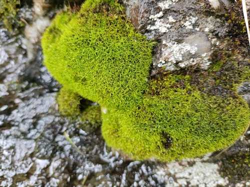 Amphidium mougeotii observed 2026-08-31