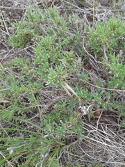 Thymus pallasianus