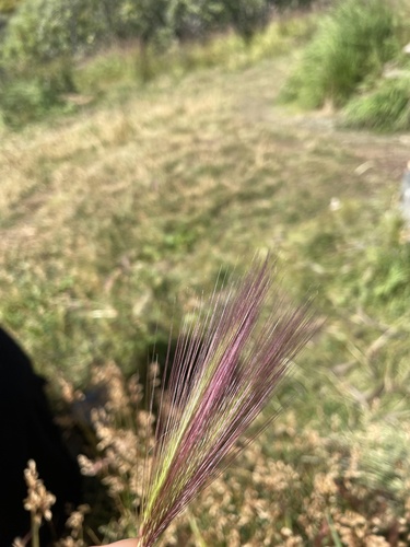 Foxtail Barley